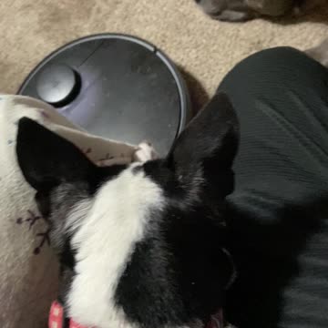 Trying to ignore the roomba