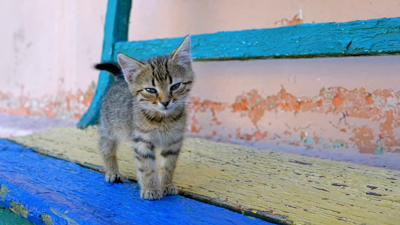 Homeless gray kitten is walking on the street