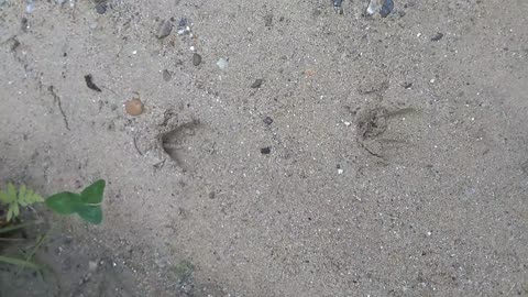 Deer Tracks