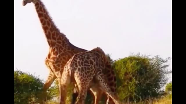 Are the two giraffes fighting? One of them had his foot up