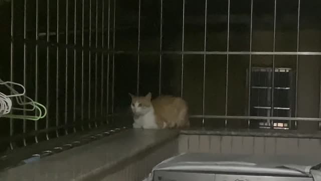 A little cute hiding from the rain