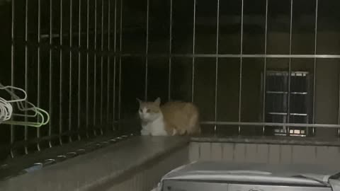 A little cute hiding from the rain