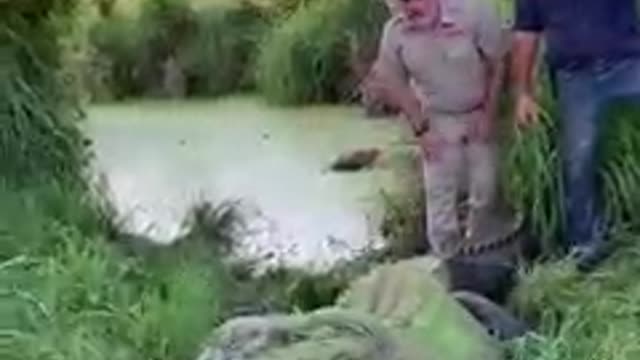 BIGGEST CROCODILE SO FAR 🤔👀