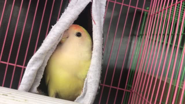 Cowardly parrot hides from camera