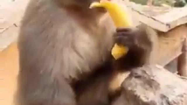 Funny Animal Videos