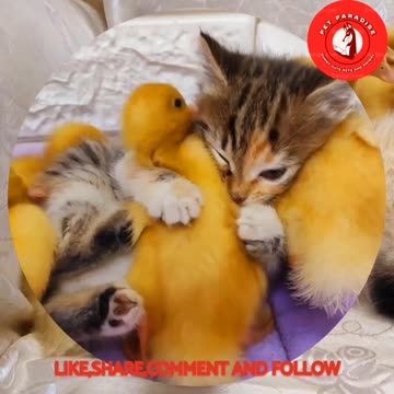 😻😹"Playful Cat and Duckling Adventures"🦆🦆