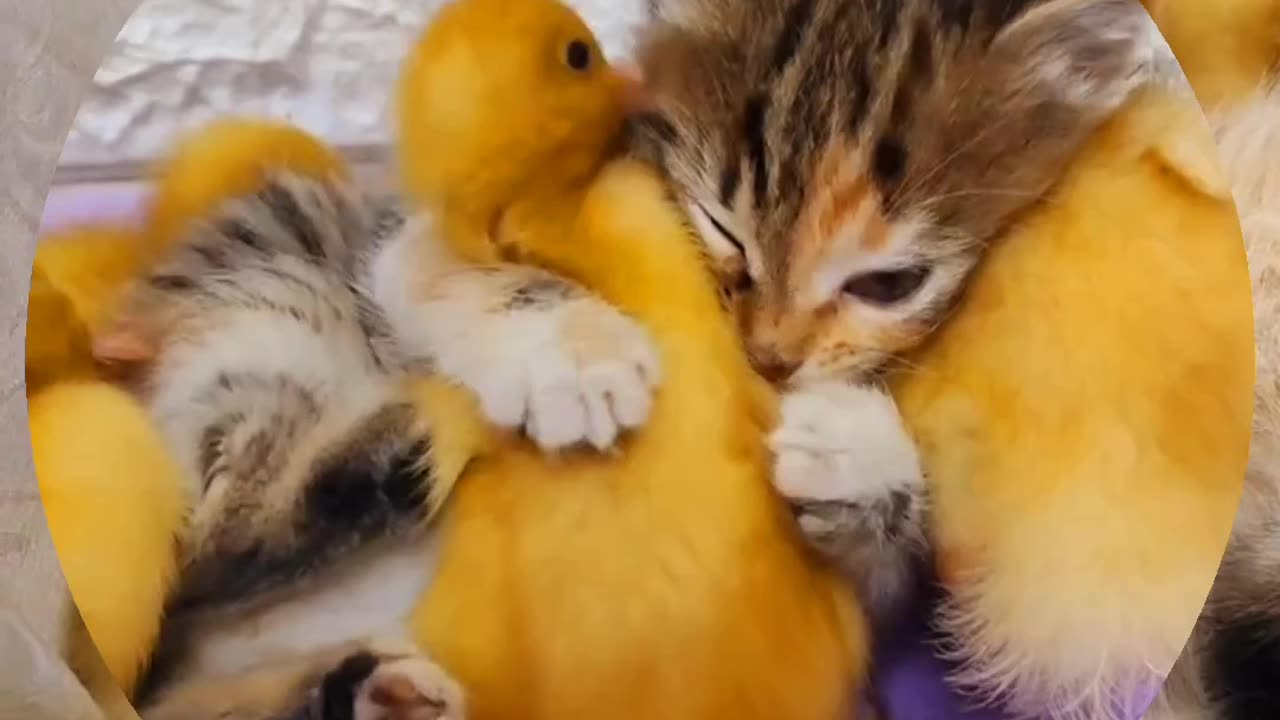 😻😹"Playful Cat and Duckling Adventures"🦆🦆