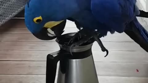 Super cute and funny parrots