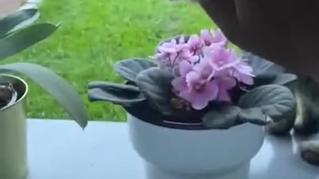 Cat Slaps Owner's Hand When They Knock on Window And Show Him Middle Finger