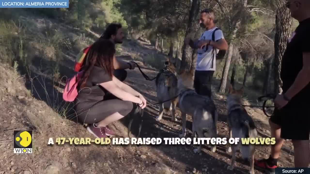 Walking with wolves in Southern Spain | WION EDGE | World News