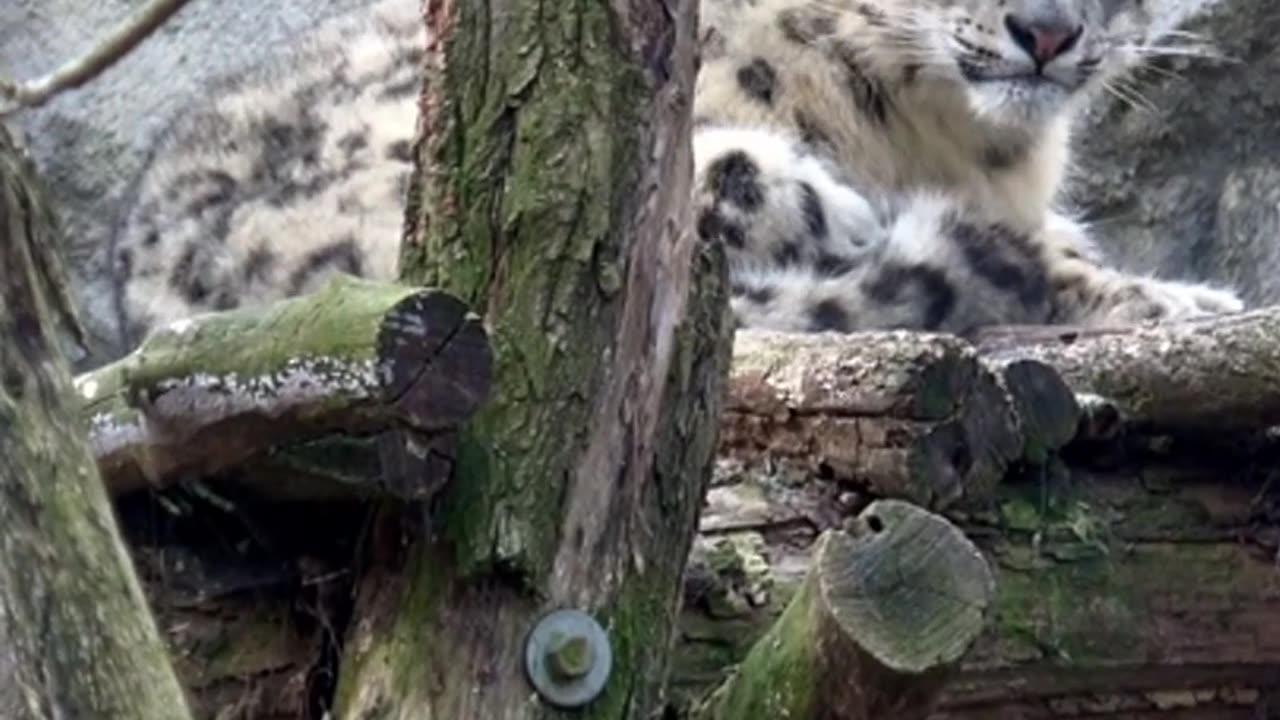 Facts About Snow Leopards