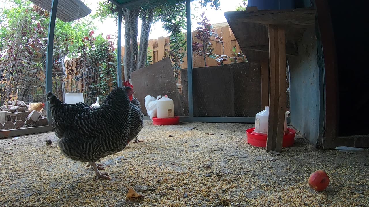 Backyard Chickens Relaxing Fun Video Chickens Hens Clucking Roosters Crowing!