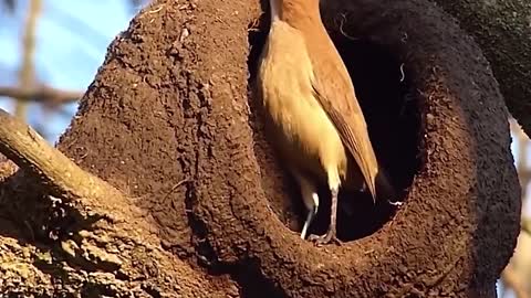 Unique bird_Building a nest from the ground √√