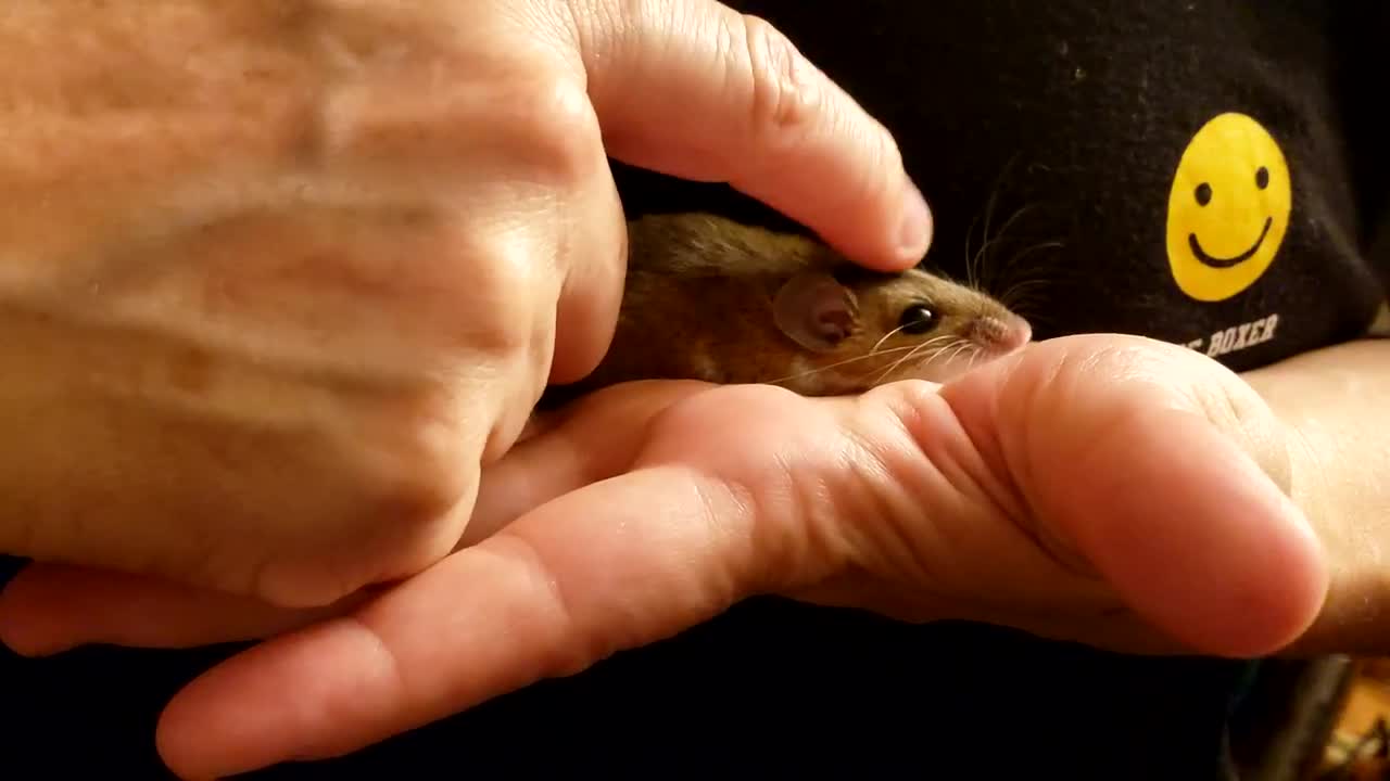 White Footed Mouse Fitzy getting rubs (1)