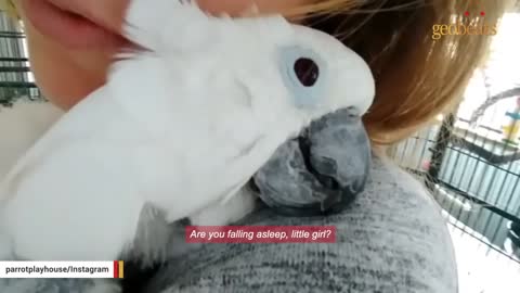 Cockatoo has the sweetest reaction to a human kiss