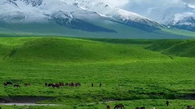 How beautiful is the original Nalati grassland in June?