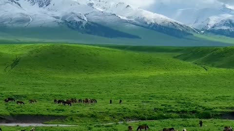 How beautiful is the original Nalati grassland in June?