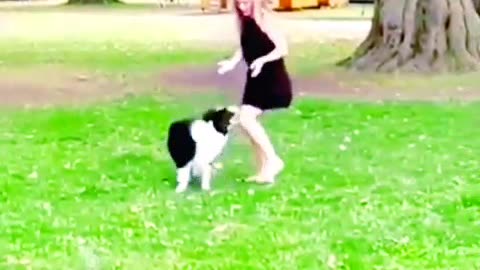 The dog show