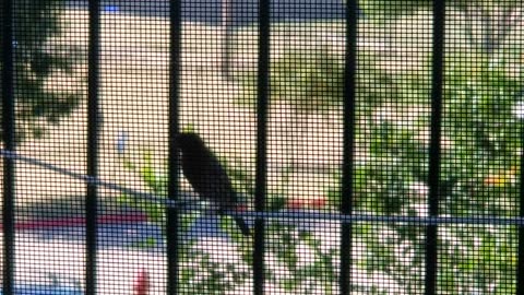20240929 104408 Tux Birdwatching Lazily