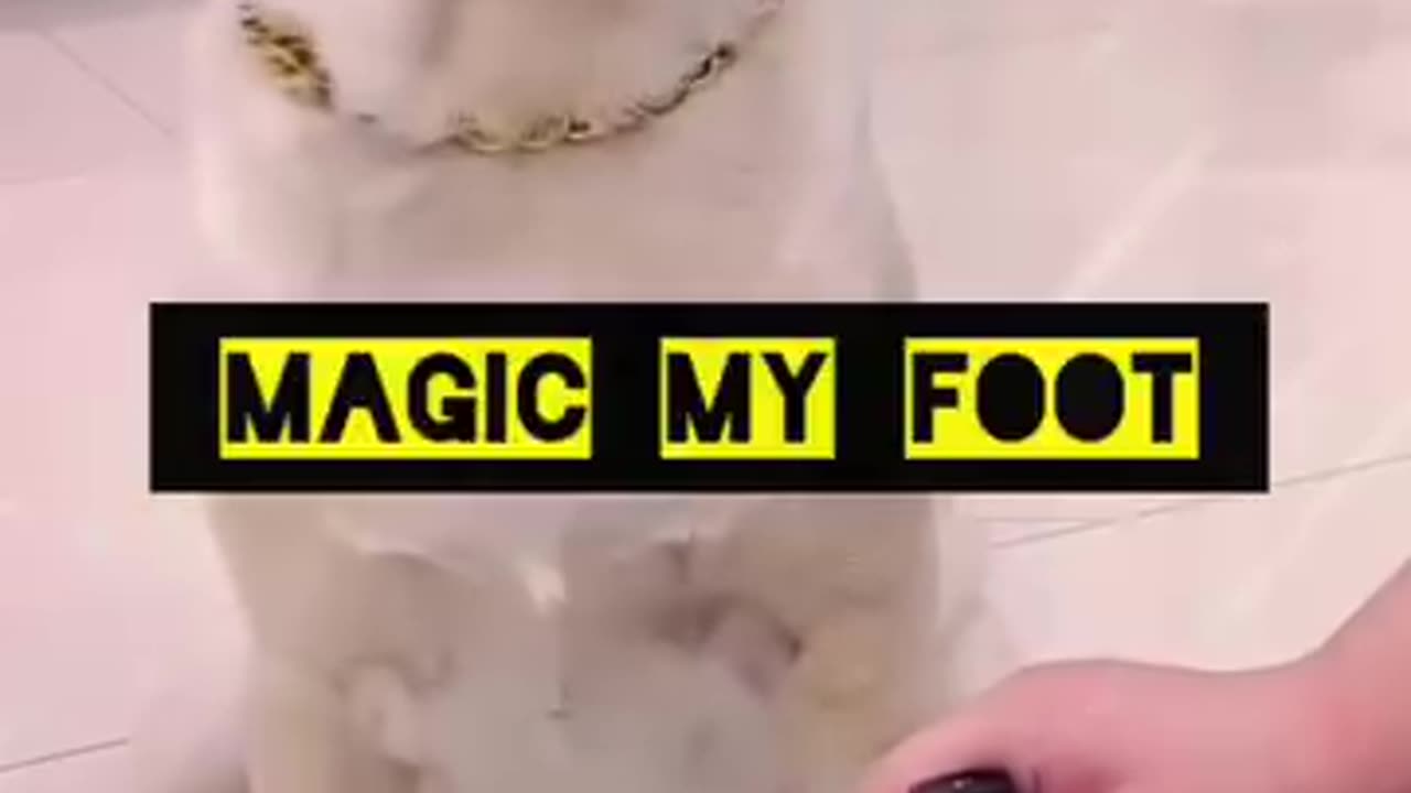 Funniest Animals Video
