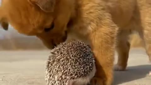 Where do i go Without You #shorts #viral #shortsvideo #video