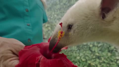 Top 10 Cute Animals In The World | factex