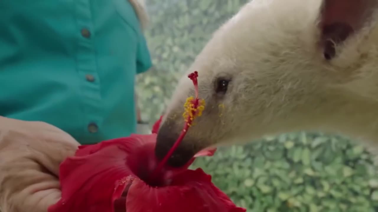 Top 10 Cute Animals In The World | factex