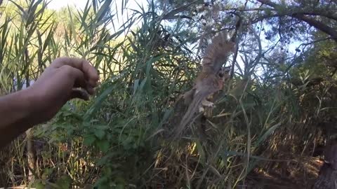 Rescuing a screech owl tangled in fishing line, New Jersey