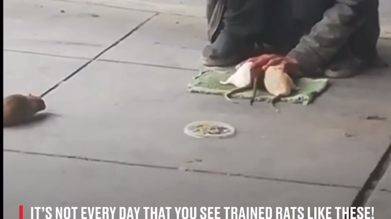 Trained rats