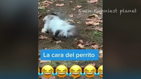 Funny_Dogs_And_Cats_Videos_2023_😅_-_Best_Funniest_Animal_Videos_Of_The_week_#2(720p)