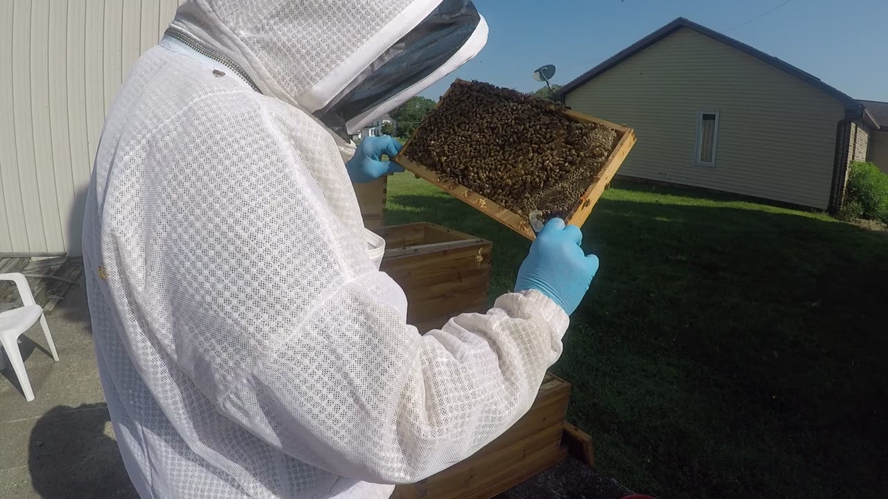 August 23 2024 Swarm HIve Inspection Part I