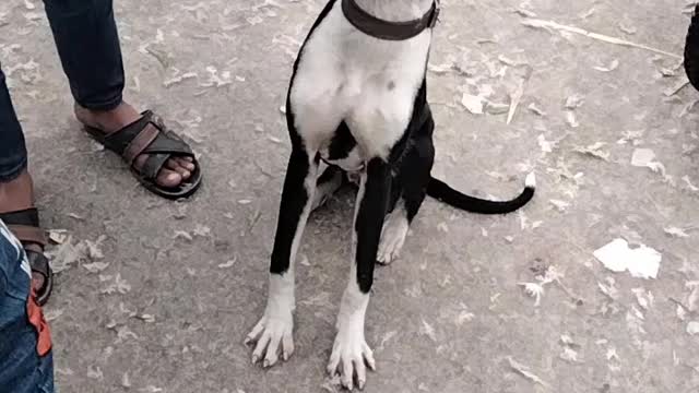 The Dog Video By Kingdom Of Awais