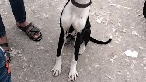The Dog Video By Kingdom Of Awais