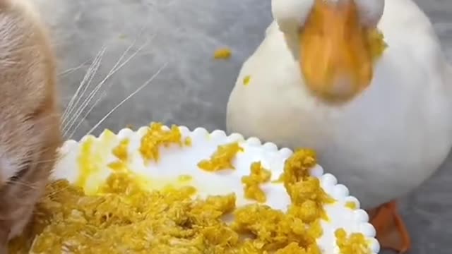 Call duck I haven’t eaten for three days🤣🤣🤣