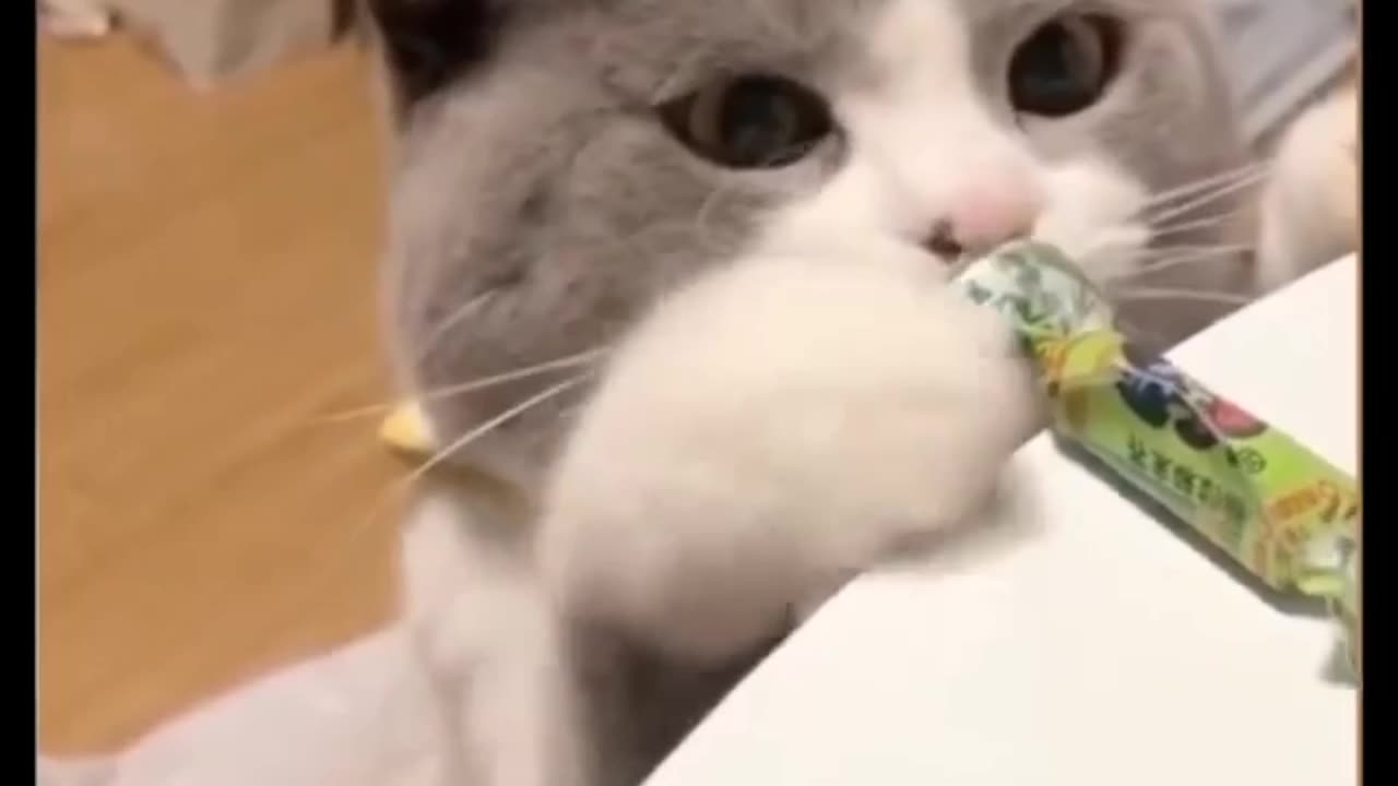 Cut cat videos funny😆😆😆😆 funny cat video #cat funny video🎥📹