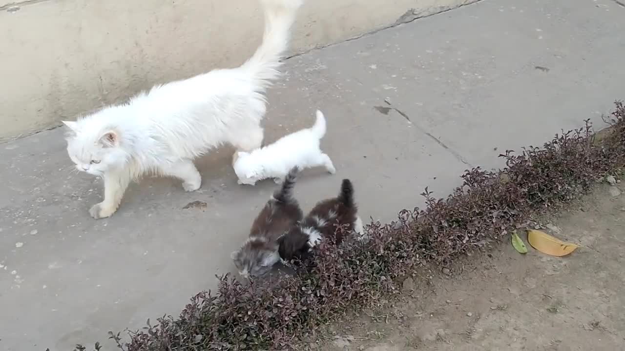 Mother Cat Walking With Her Kittens And Hitting Them To Go Inside _ White Cat Pr