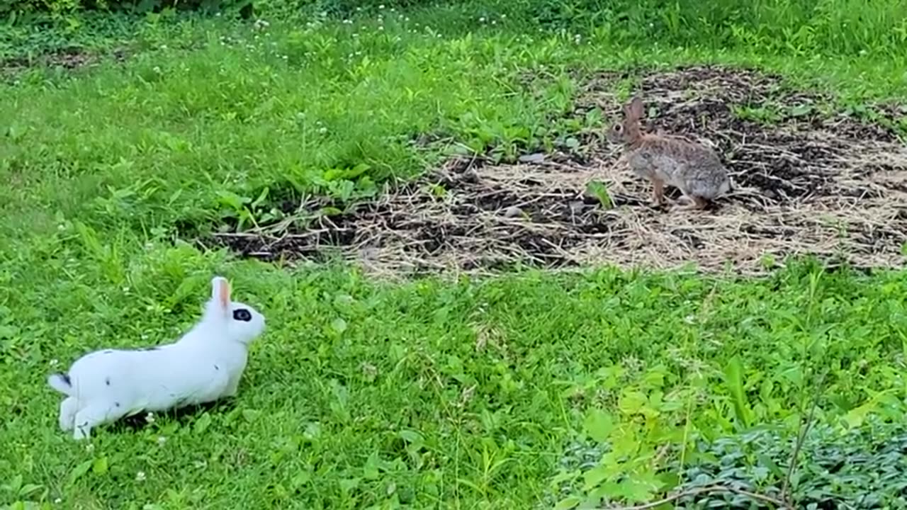 #Pet #rabbit meets #wild #rabbit #fight