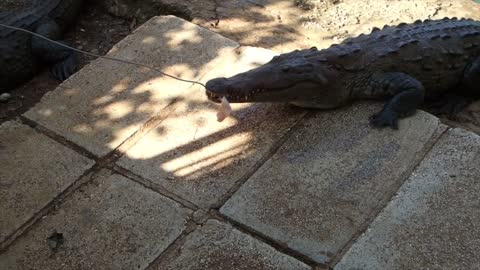 Feeding the DINOSAURS!!!!!!!!!!!!