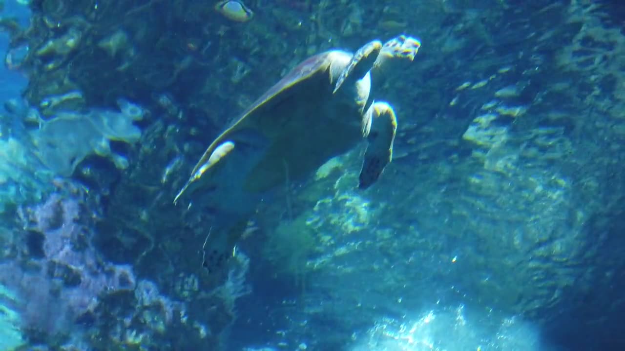 Cute Turtle Roaming The Ocean