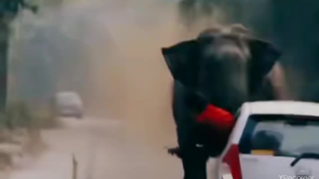 Animal attack video clips