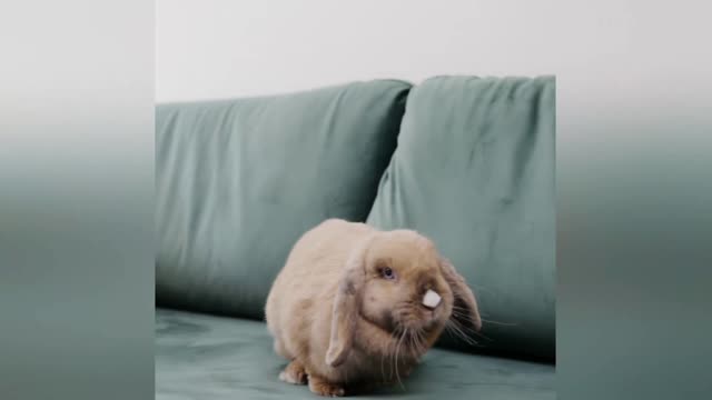 Funny animal videos###2022-18