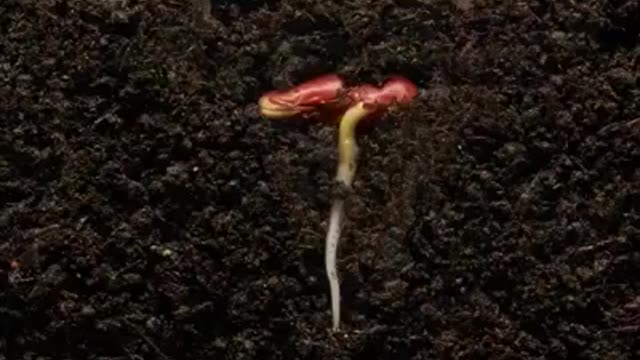 Watch the seeds grow slowly