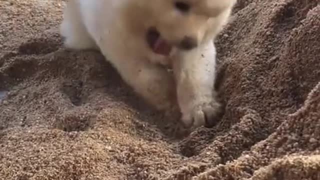 Playing in the sand is crazy