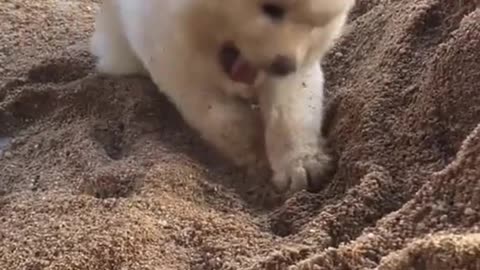 Playing in the sand is crazy