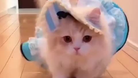 Cutie Princeses Cat