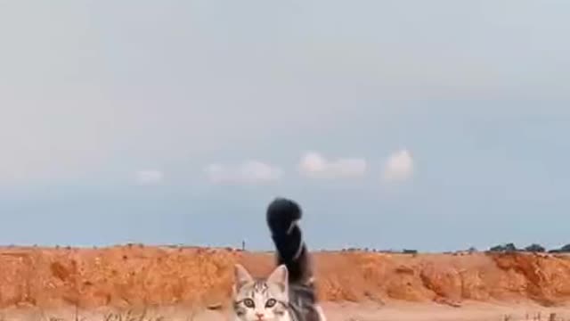 Cute Little Cat