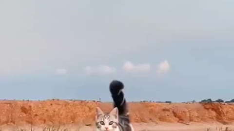 Cute Little Cat