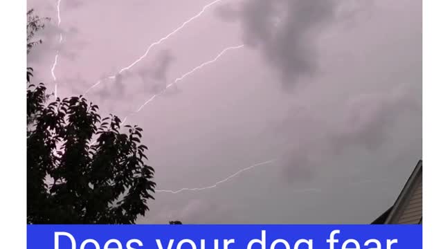 Do your dogs fear thunder?