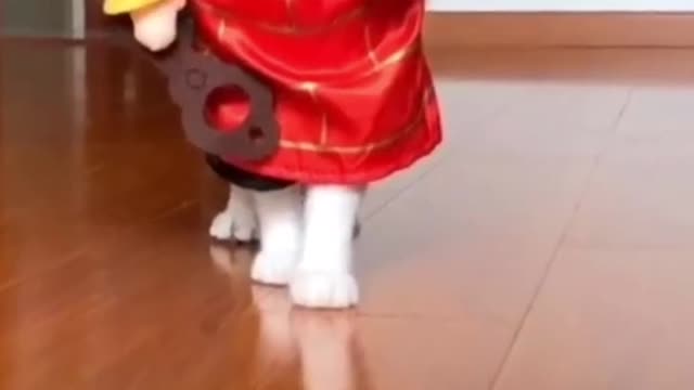 the cat in the costume