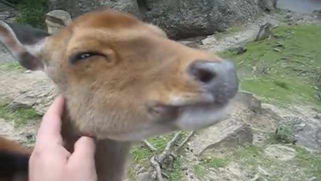 Friendly Deer